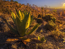 Load image into Gallery viewer, 2015 Mezcales de Leyendas Reservas de la Biosfera Cuicatlan Tehuacan - Oaxaca, Mexico (750ml)